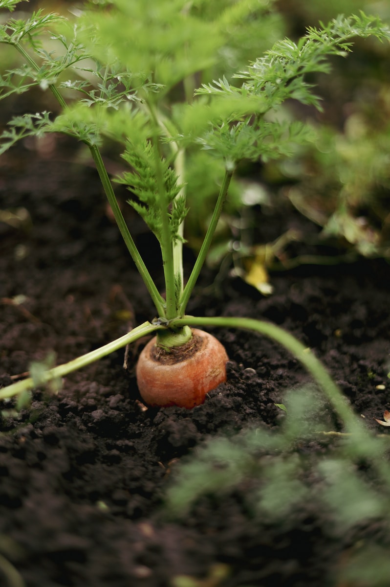 astuces pour réussir son potager bio