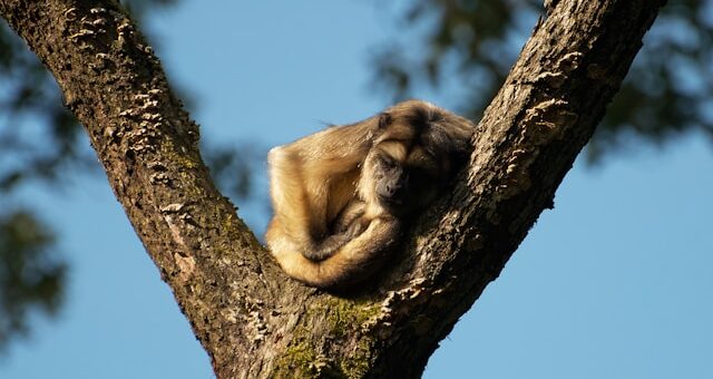 singes hurleurs