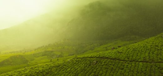 Routes des jardins de thés