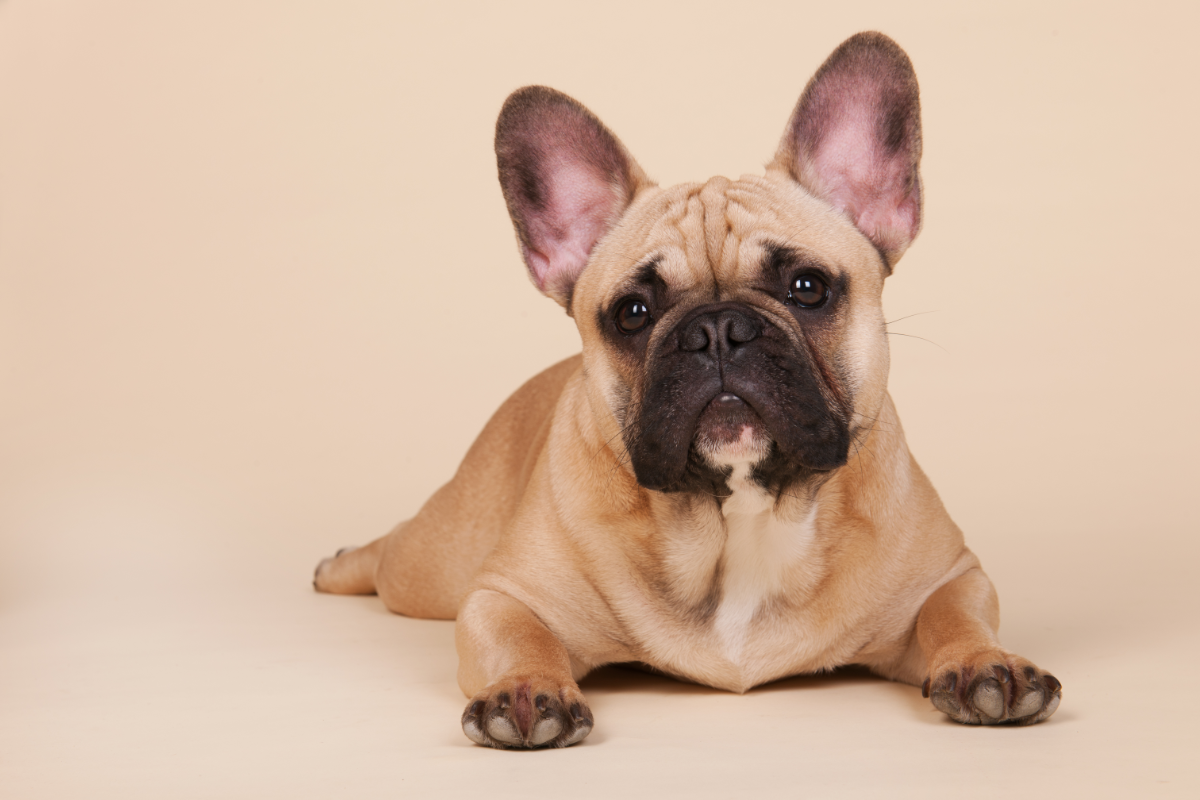 Bouledogue Français