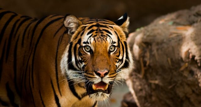 Royaume des tigres