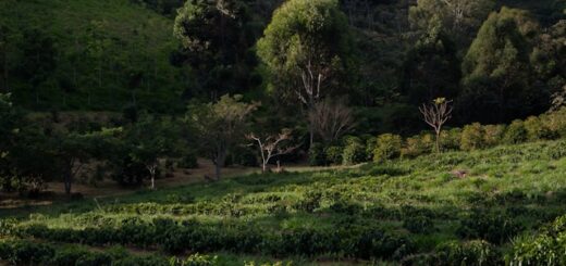 Routes du café en Amérique du Sud