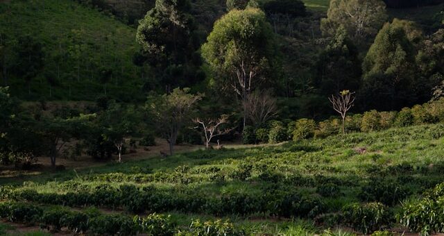 Routes du café en Amérique du Sud