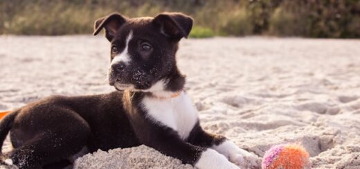 Jouets intelligents pour animaux