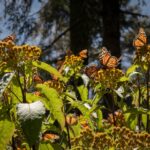 Les papillons monarques