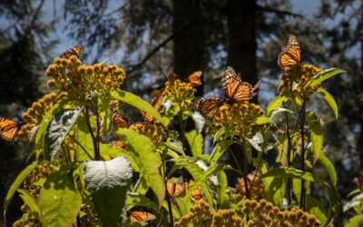 Les papillons monarques