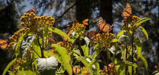 Les papillons monarques