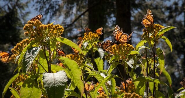 Les papillons monarques