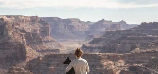 Voyager avec un animal de compagnie