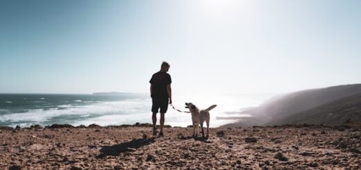 Chiens d'assistance