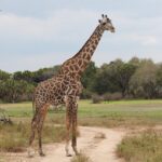 Les animaux de la savane