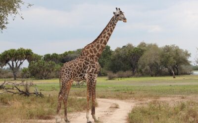 Les animaux de la savane