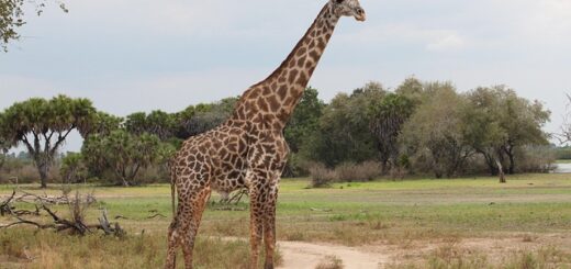 Les animaux de la savane