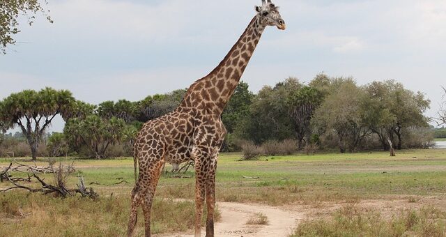 Les animaux de la savane