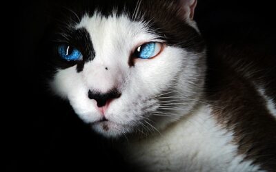 Chats aux yeux bleus