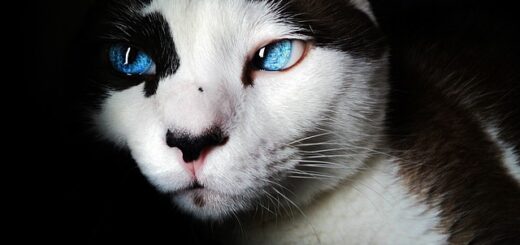 Chats aux yeux bleus