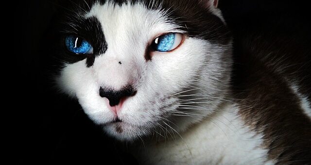 Chats aux yeux bleus