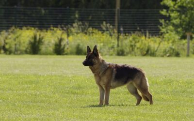 Chiens de travail