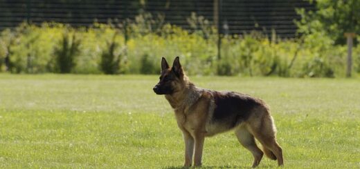 Chiens de travail