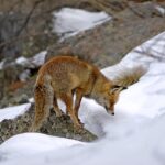 Les animaux de montagne