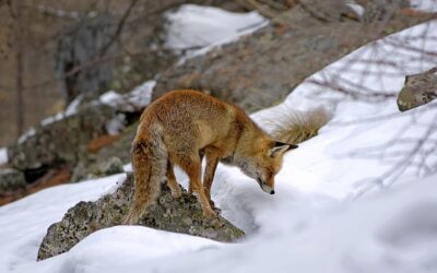 Les animaux de montagne