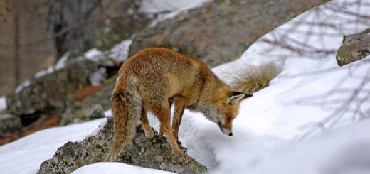 Les animaux de montagne